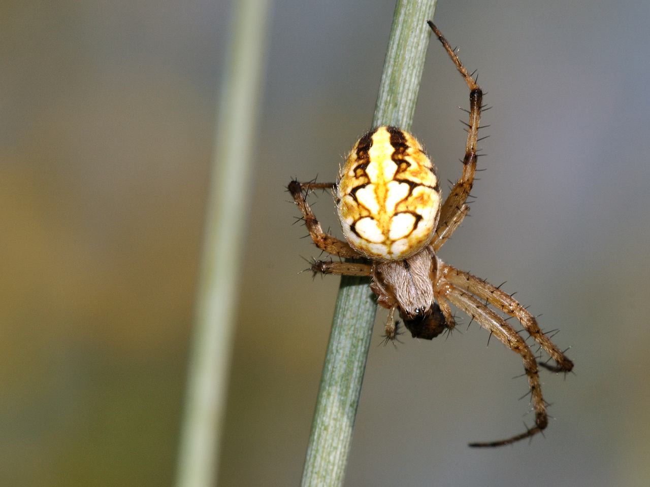 Id ragno 2 (Neoscona adiantha )